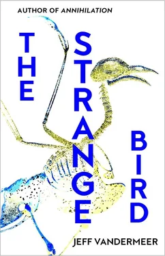 Jeff VanderMeer The Strange Bird обложка книги