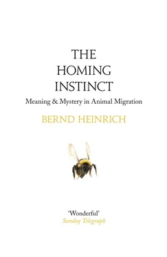 Bernd Heinrich The Homing Instinct: Meaning and Mystery in Animal Migration обложка книги