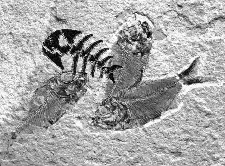The fossil record is loaded with evidence of His existence You just have to - фото 6