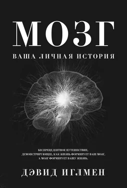 Дэвид Иглмен Мозг: Ваша личная история обложка книги