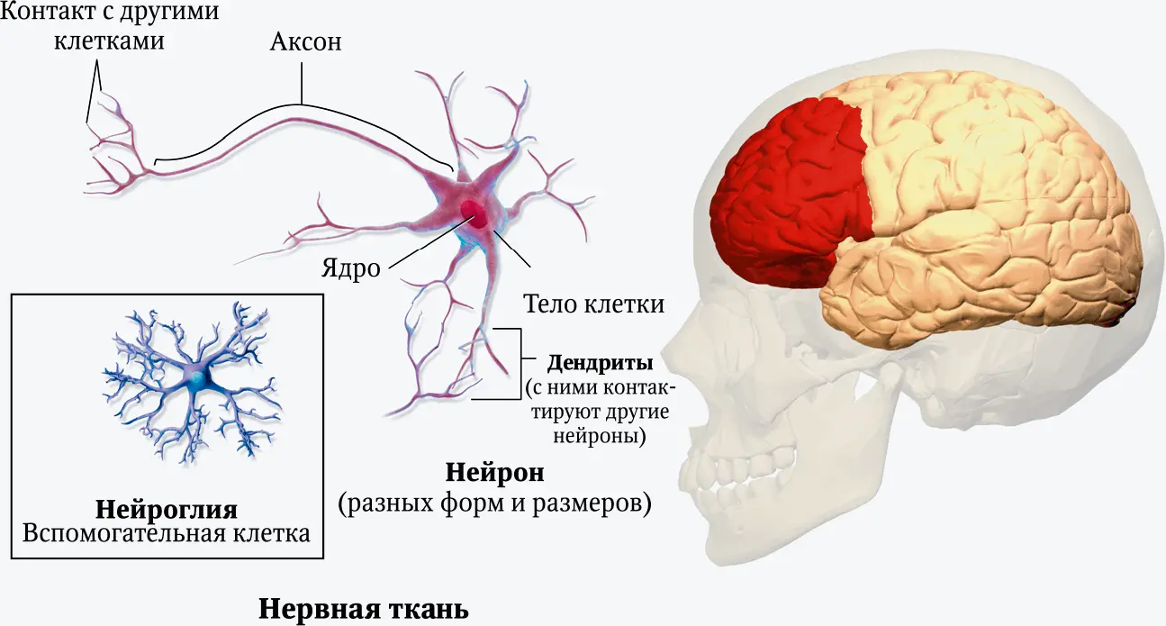 Формирование мозга подростка Когда заканчивается детство непосредственно перед - фото 6