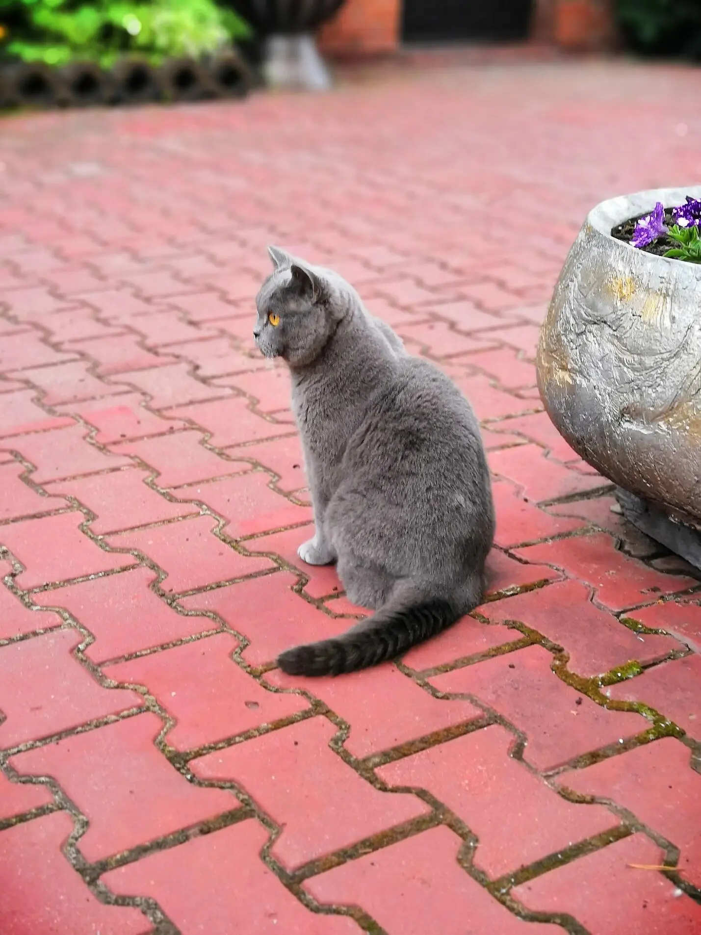 Вообщето полное имя у кота Диоген а Геша это имя придумали хозяева для - фото 2