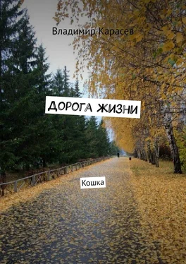 Владимир Карасев Дорога жизни. Кошка обложка книги