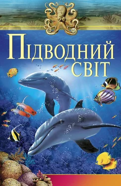 Інга Романенко Підводний свiт обложка книги