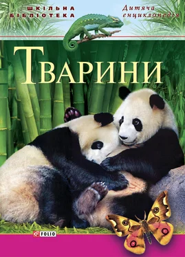 Ю. Безпалов Тварини обложка книги