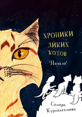 Самира Курмангалиева Хроники диких котов. Начало обложка книги