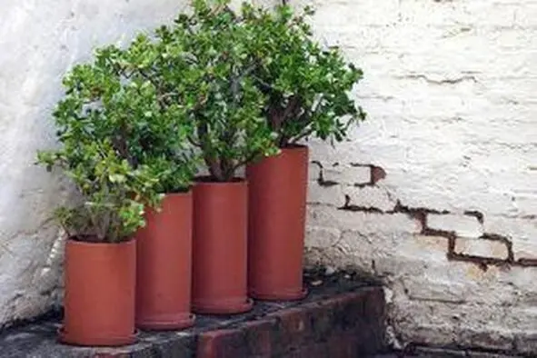 Smaller Space An advantage of growing in little containers is the way that you - фото 6