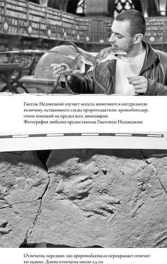 Эти новые архозавры с конечностями подведенными под туловище не только - фото 9