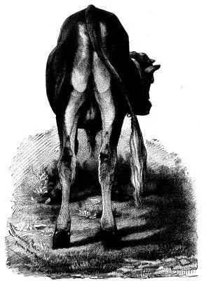 ESCUTCHEON OF THE JERSEY BULLCALF GRAND MIRROR 4904 That portion of the - фото 3