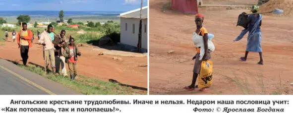 Государственные агрофирмы и немногочисленные частные товарные хозяйства - фото 19