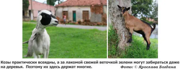 Более 90 процентов из них покинули Анголу попросту сбежали бросив все позади - фото 21