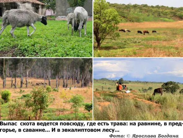 МПЛА УНИТА и ФНЛА добились успеха в борьбе за независимость но это произошло - фото 22