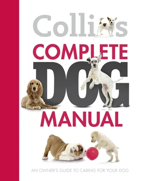 Collins Dictionaries Collins Complete Dog Manual обложка книги