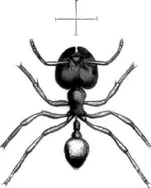 SOLDIER I sent specimens to the Rev Dr McCook of Philadelphia to be named - фото 1
