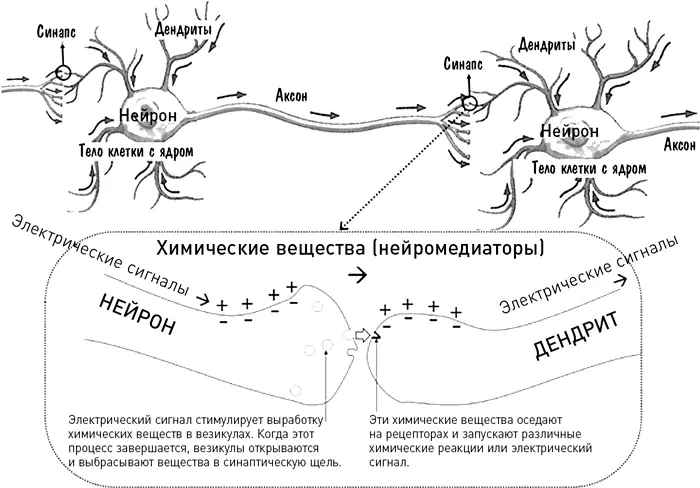 Для тех кому интересно коротко расскажу как клетки мозга передают друг другу - фото 3