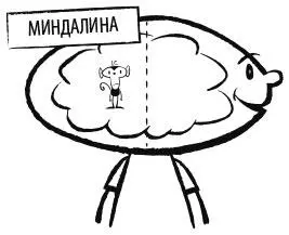 Если на тебя едет машина миндалина заставит тебя отпрыгнуть с дороги Если в - фото 3