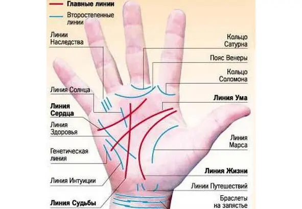 Путеводитель хиромантов Человека с короткой линией ума можно утешить тем что - фото 1