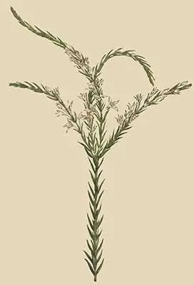 N o222 The plant here represented appears to have been first described and - фото 6