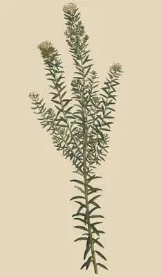 N o224 Mr Miller who cultivated this plant in 1731 informs us that it - фото 8