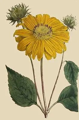 N o227 The Helianthus multiflorus a native of NorthAmerica is a hardy - фото 11