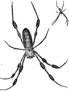 Fig 1 Male and Female Nephila plumipes When where and how was this spider - фото 1