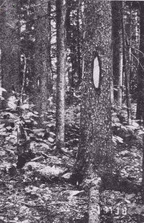 Fig 2 Blazes on Trees Preliminary to the actual logging are certain - фото 1