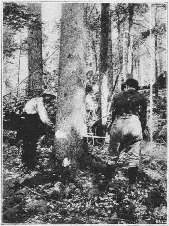 Fig 5 Felling Red Spruce with a Saw Adirondack Mountains New York Fig 6 - фото 3