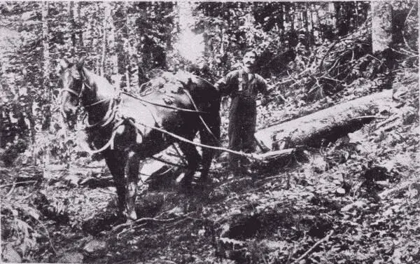 Fig 8 Hauling Spruce Logs to the Skidway Adirondack Mountains New York - фото 4
