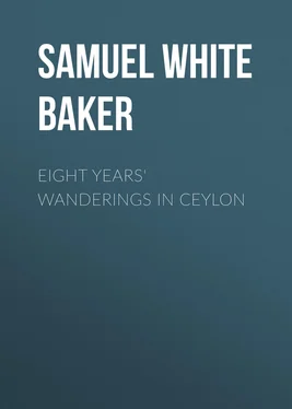 Samuel White Baker Eight Years' Wanderings in Ceylon обложка книги