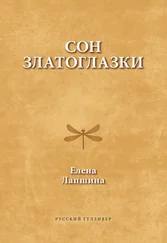 Елена Лапшина - Сон златоглазки
