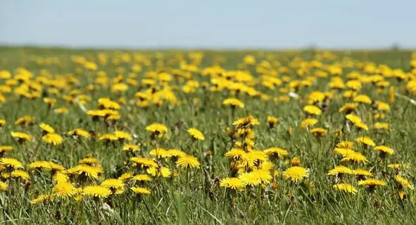 Они ждали когда выйдет солнце и вся поляна покроется желтыми цветами - фото 1