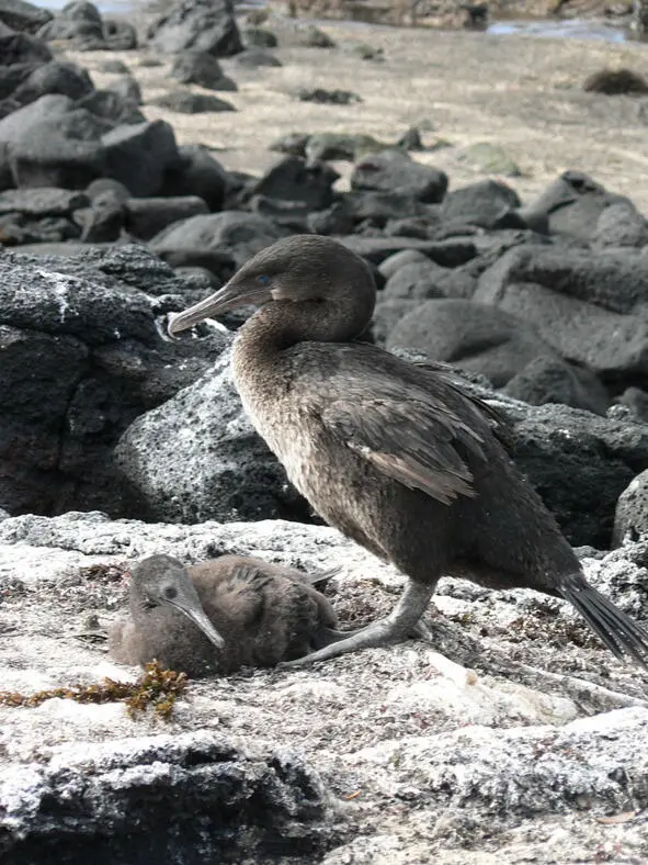 Flightless cormorant Phalacrocorax harrisi with chick Punta Espinosa - фото 7