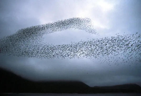 Auklet flock Shumagins 1986 44 The biblical anachronism of the sibses or - фото 9