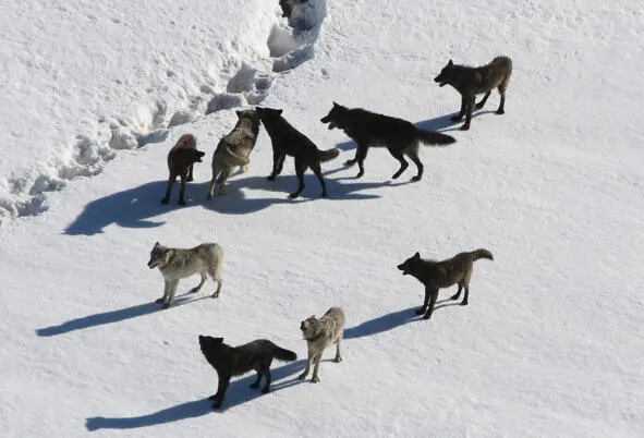 A pack of wolves in Yellowstone Park 45 Darwin spent five years on the waves - фото 10
