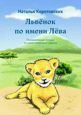 Наталья Коротовских Львёнок по имени Лёва. Познавательные истории из жизни маленького львёнка