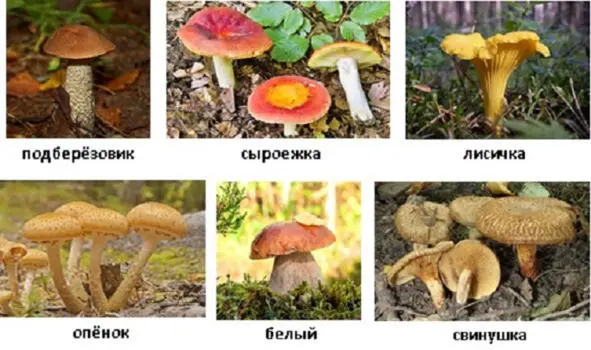 Шестой вопрос Перед тобой яблоко мандарин апельсин персик груша - фото 15