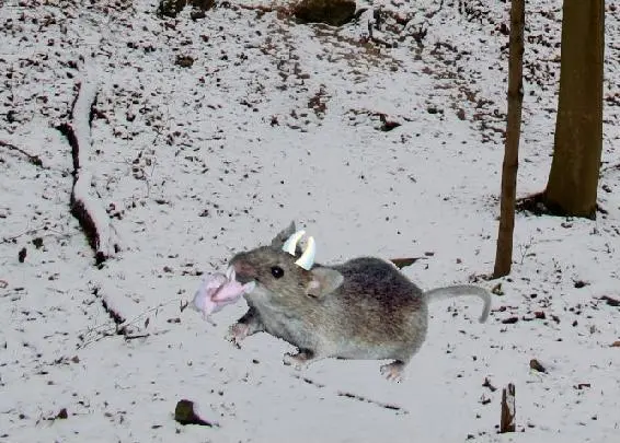 Egill walks into the wood with his white baby He hardly walked the night was - фото 2