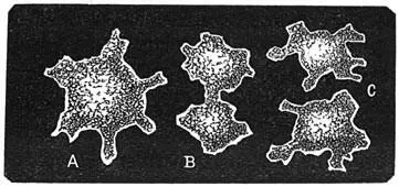 Fig 23 De eerste organismen de moneren naar Haeckel A Eene geheele - фото 9