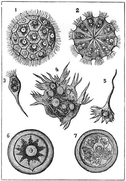 Fig 42 Magosphaera planula Tot dezelfde klasse van tusschenvormen behoort - фото 14