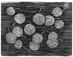 Fig 43 Noctiluca miliaris De Noctiluca miliaris zeevonk en het Peridinium - фото 15