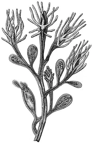 Fig 46 Zoetwaterhydra Cordylophora lacustris Men kan ook zoools wij - фото 17