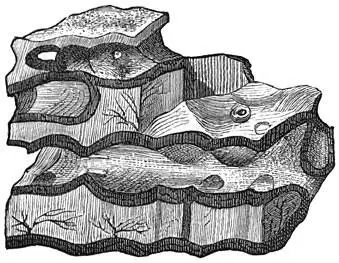 Fig 65 Oudste bezinkingen Laurentische formatie Eozoön canadense De - фото 25