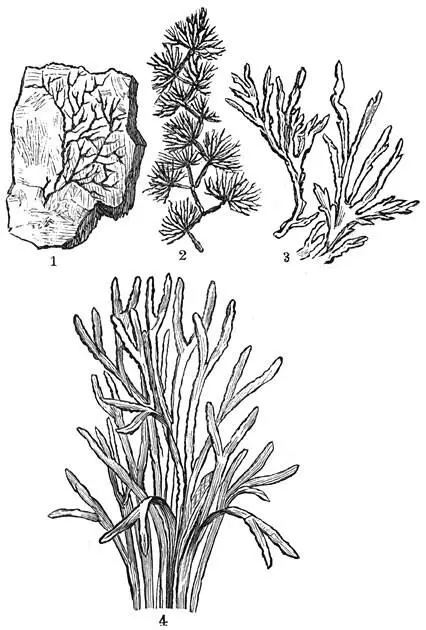 Fig 70 De oudste planten Cambrische periode 1 Versteende chondriten2 - фото 27