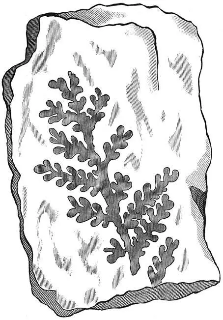 Fig 71 Fossiel afdruksel der oorspronkelijke planten Fig 72 De eerste - фото 28