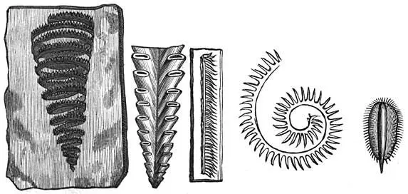 Fig 73 De oudste dieren Cambrische periode Graptolithus turriculatus - фото 30