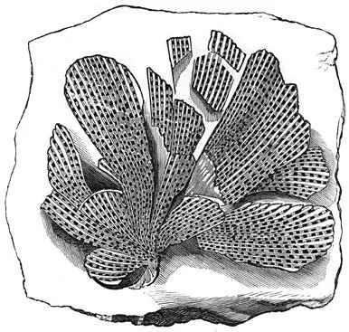 Fig 74 De oudste dierenversteening van het mosdier Fenestella tenuiceps - фото 31