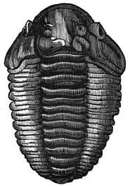 Fig 77 De koning der oorspronkelijke zeeën Trilobites calymene Deze - фото 33