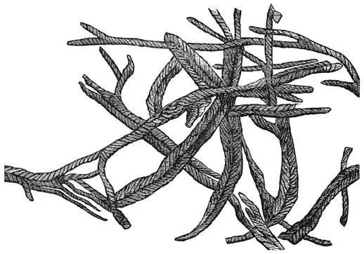 Fig 81 De oudste planten Chondrites bollensis elongatus Terecht heeft men - фото 35