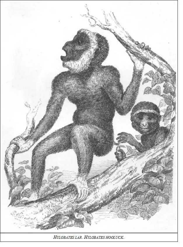DESCRIPTIONThis species is generally recognisable by its pale yellowish - фото 2
