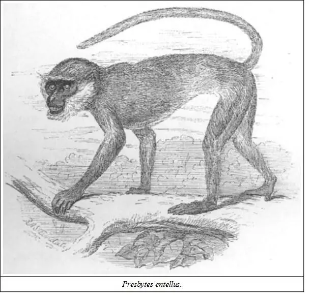 DESCRIPTIONPale dirty or ashy grey darker on the shoulders and rump - фото 3